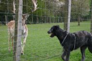 Cscarf meeting his first deer